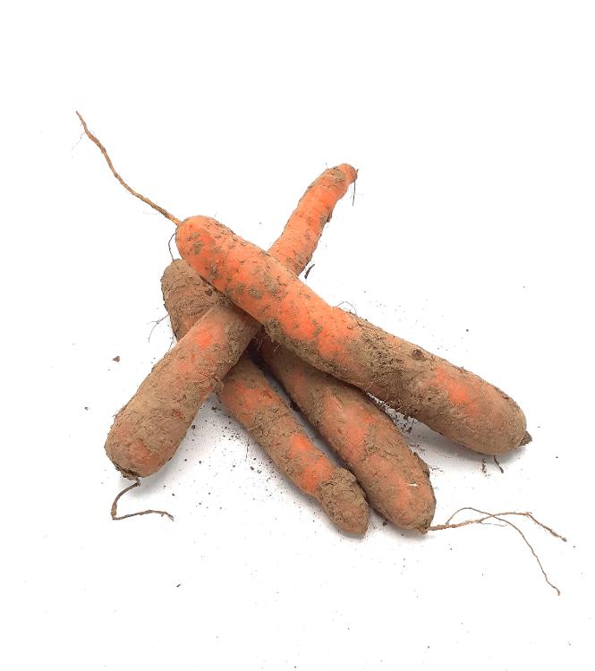 Carottes non lavées (sac 10 kg) PPR