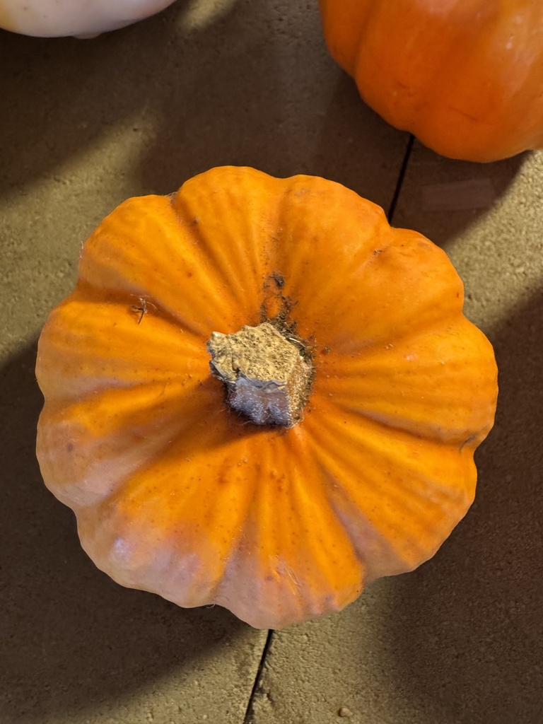 Courge Jack be Little EKI