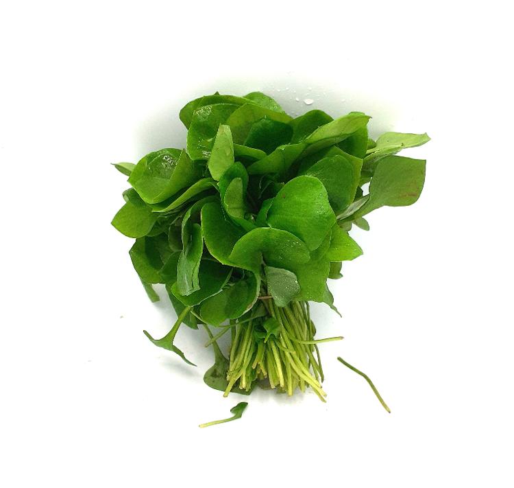 Pourpier d'hiver (Claytone) EKI