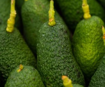 Avocats Haas Petit calibre GRO